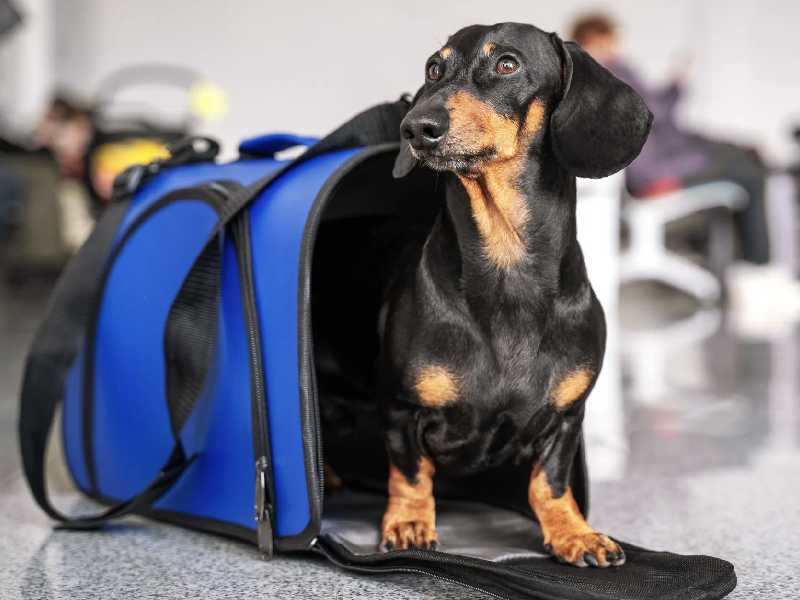 Traveling with your dog using a dog carrier