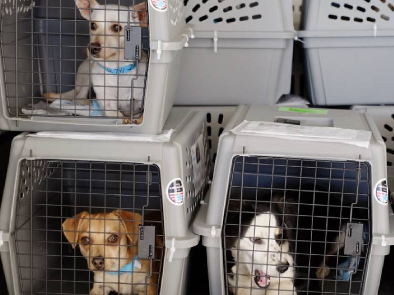 pets in crates during the plane travel
